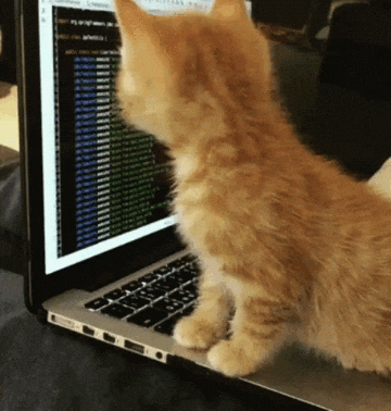 Котенок рядом с ноутбуком, где написан код.