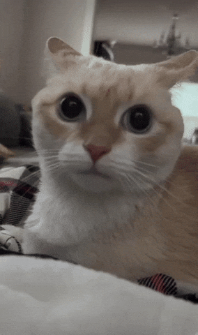 Кот, который смотрит испуганно-сосредоточенными глазами.